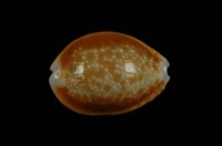 藏品(紅花寶螺)的圖片